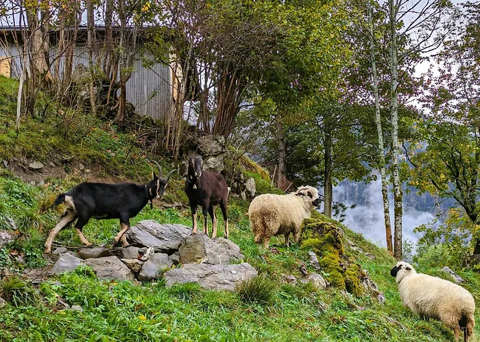 Panoramahof Bergglueck