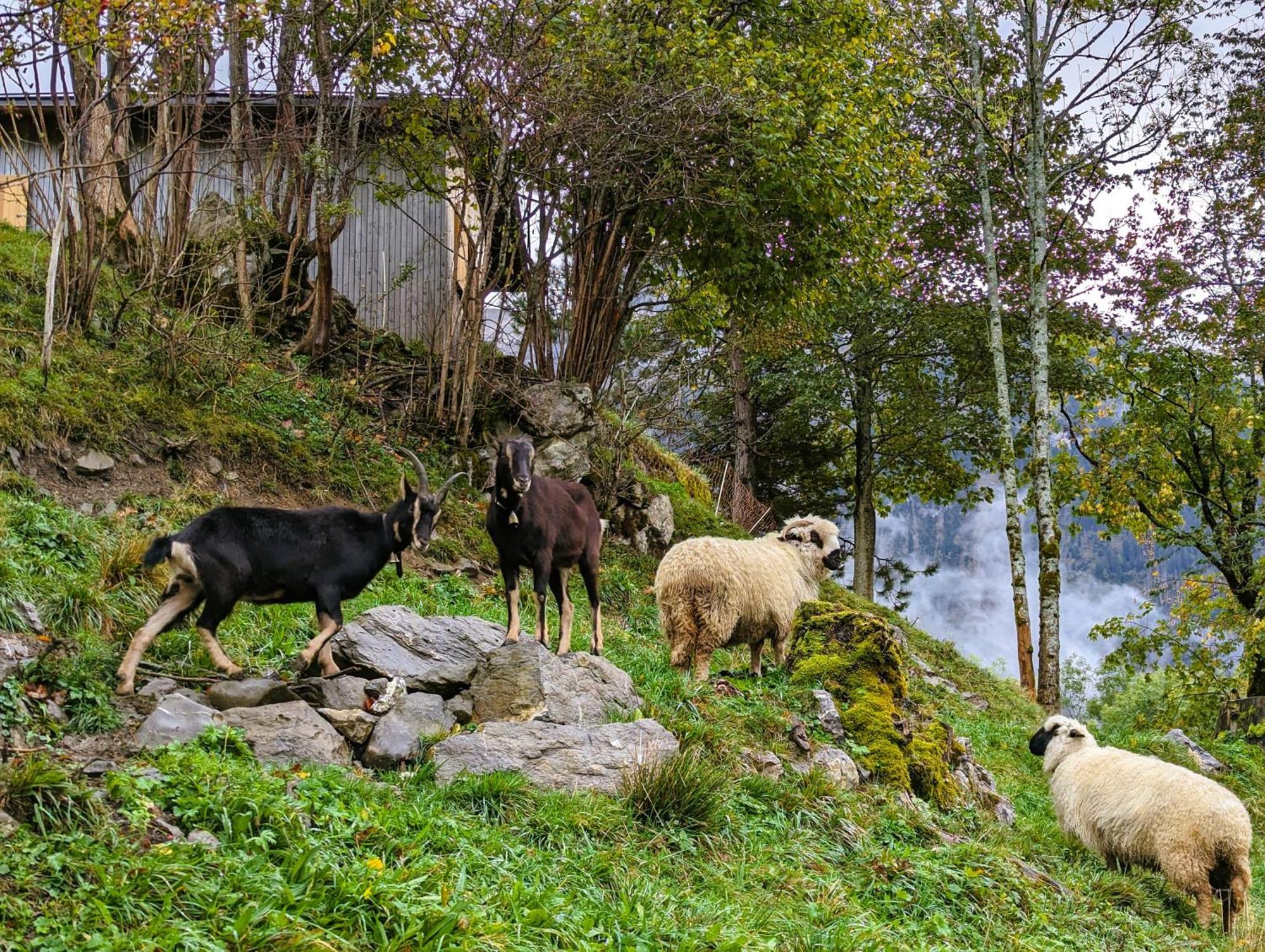 Panoramahof Bergglueck